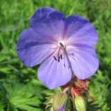 1009F 045 Goeppingen-PB